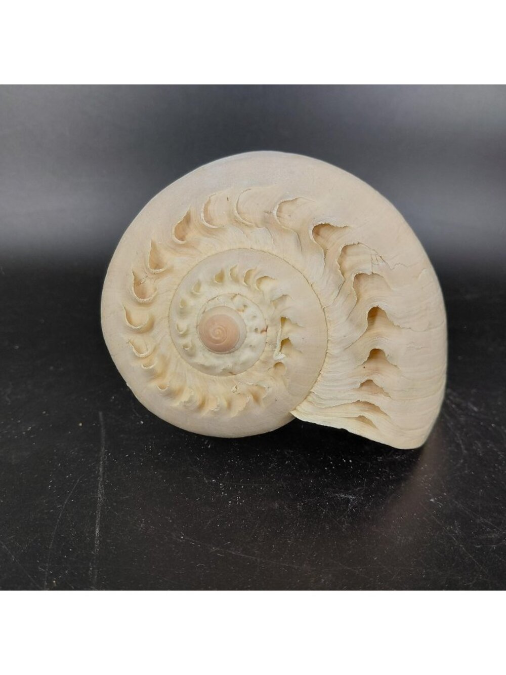 Natural Spiral Sea Shell Crown Baler Coastal Beach Nautical Decor 3.75" Tiki